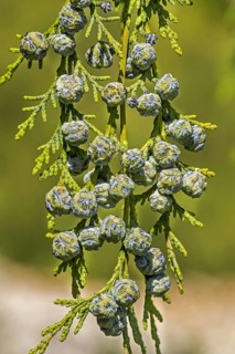 Port Orford cedar