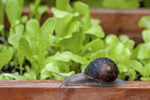 Common garden snail
