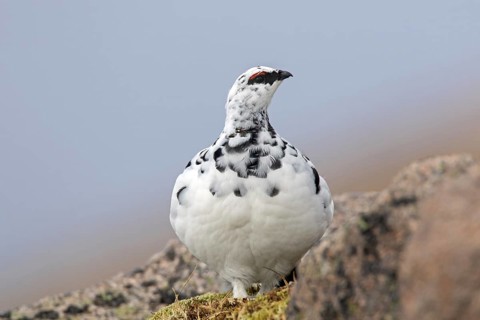 Rock ptarmigan