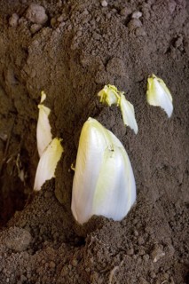 Belgian endive