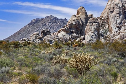 Silver cholla cacti and sagebrush scrub in the Mojave National Preserve in the Mojave Desert of San Bernardino County