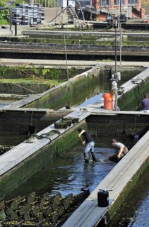 Oyster pits at Yerseke along the Oosterschelde