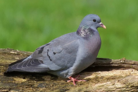 Stock dove