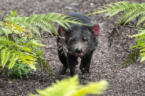 Tasmanian devil