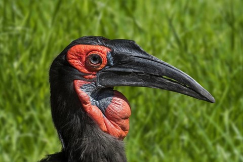 Southern ground hornbill