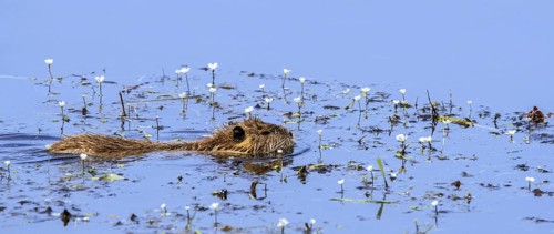 Coypu