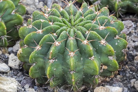 Echinopsis frankii