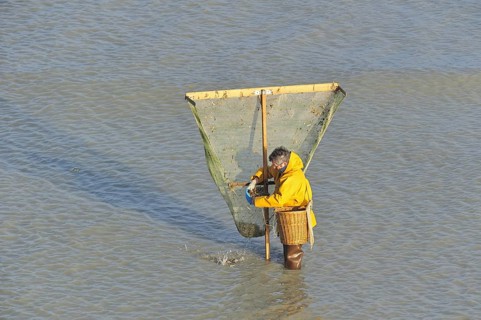 Shrimper fishing for shrimps with shrimping net along the beach at Le Treport