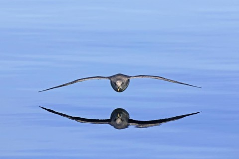 Northern fulmar