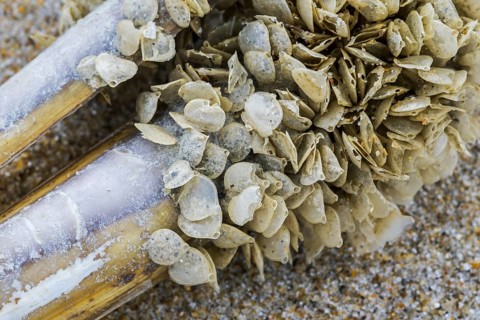 Egg cases