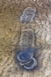 Traces by gulls in shallow water on mudflat from foot-paddling to whirl up small animals lying in the mud like mollusks
