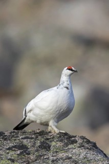 Rock ptarmigan