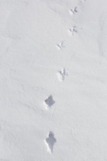 Rock ptarmigan