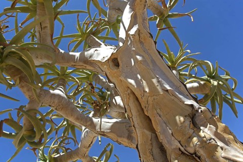 Quiver tree