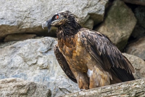 Bearded vulture