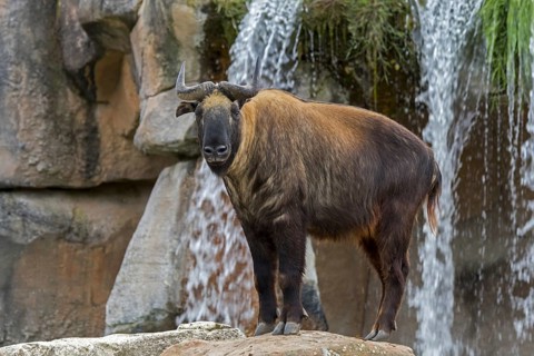 Mishmi takin