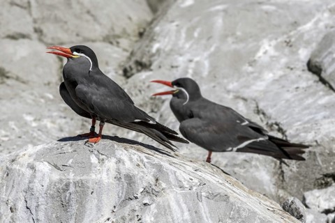 Two Inca terns