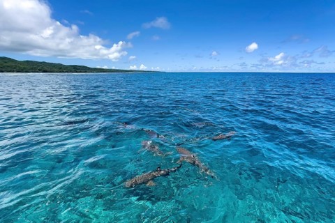 In foreground Blacktip reef sharks