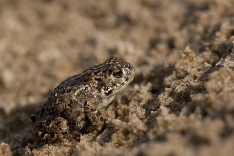 Natterjack toad