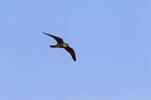 Eurasian Hobby