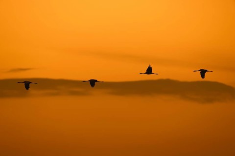 Migrating flock of common cranes