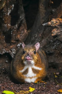 Lesser mouse-deer