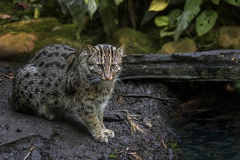 Fishing cat