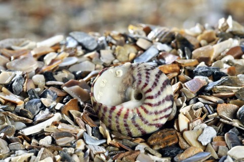 Flat top shell