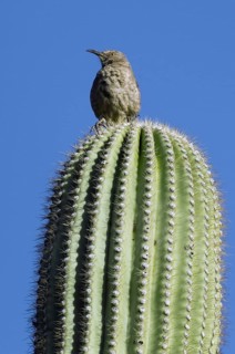 Curve-billed Thrasher