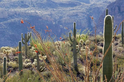 Ocotillo