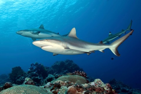 Two grey reef sharks