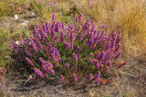 common heather