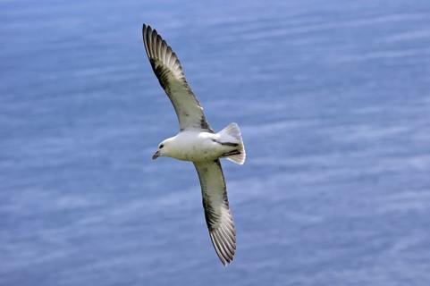 Northern fulmar