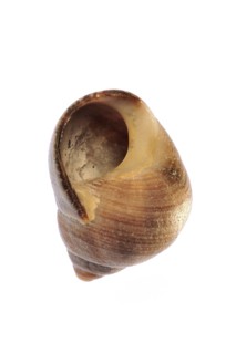 Rough periwinkle