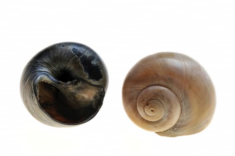 Large