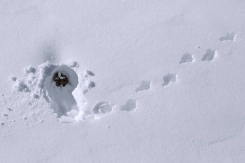 Rock ptarmigan