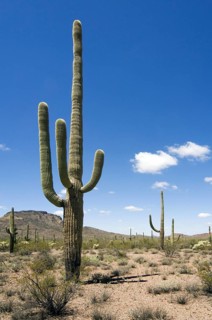 Saguaro