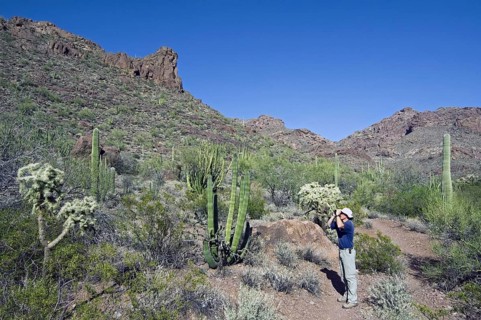 Birdwatcher among different species of cacti looking at birds in the Ajo Mountain Range