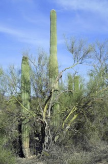 Saguaro