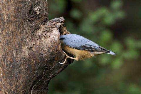 Eurasian nuthatch
