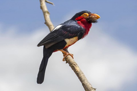 Bearded barbet
