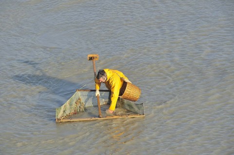 Shrimper fishing for shrimps with shrimping net along the beach at Le Treport