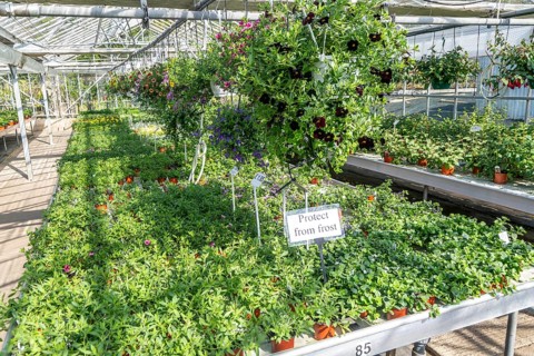 Potted fuchsia plants on display inside glasshouse of plant nursery