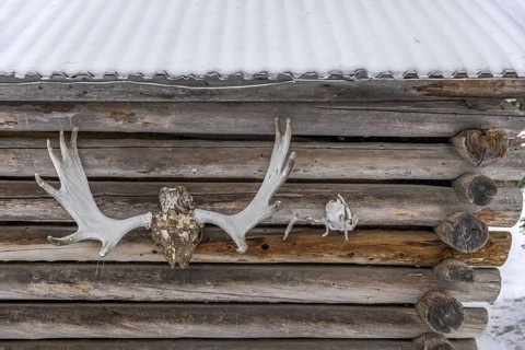 Moose and reindeer antlers hanging outside on wall of log cabin