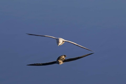 Northern fulmar