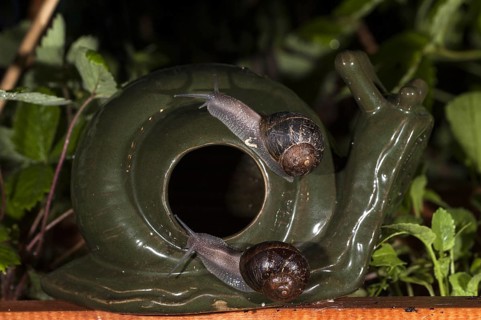 Common garden