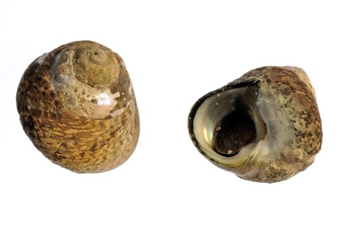 Pennant's top shells