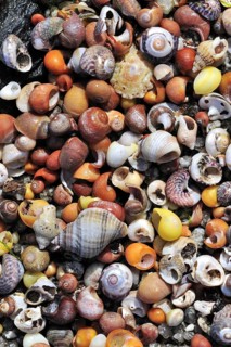 Pile of colourful sea snail shells washed on beach along the North Sea coast