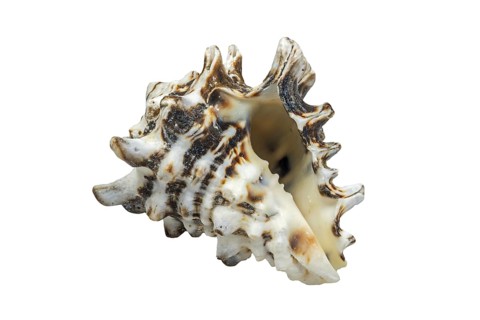 (Vasum turbinellus), tropical sea snail, marine gastropod mollusk native to the Indo-Pacific Ocean