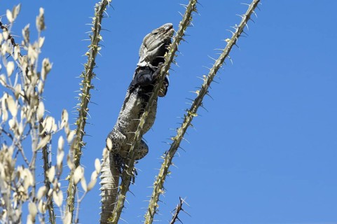 Sonoran spiny-tailed iguana